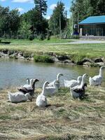 a group of ducks sitting on the grass near a lake photo