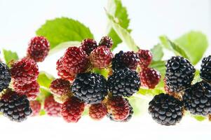 a bunch of blackberries on a branch photo