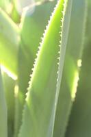 a cactus plant with long white hairs photo