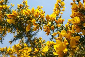 a large bush with yellow flowers photo