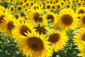 a large field of sunflowers is shown in this photo