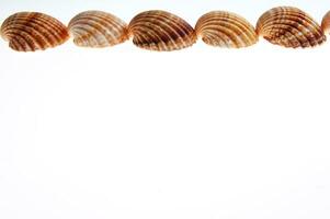 sea shells isolated on white background photo