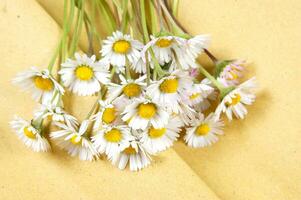 a bunch of white flowers on a yellow background photo