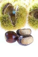 a group of chestnuts on a white background photo