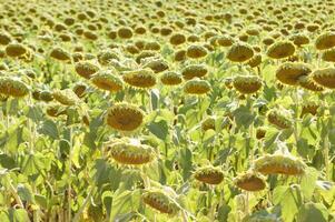 field of sunflowers at the end of the season photo