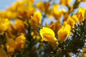 a large bush with yellow flowers photo