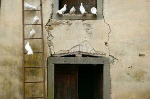 a ladder with birds on it photo