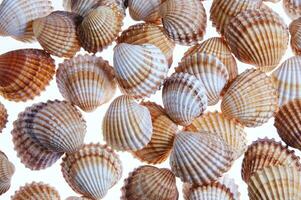 sea shells isolated on white background photo