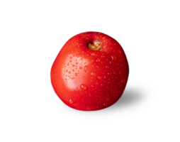 Homemade Tomato isolated. Tomato on white or invisible png background. Tomat side view. Tomato with drops