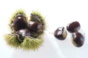 a group of chestnuts on a white background photo