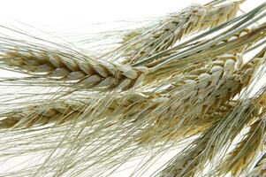 a close up of a bunch of wheat photo