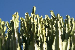 un cactus planta con largo blanco pelos foto
