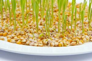 a close up of a bunch of corn sprouts photo