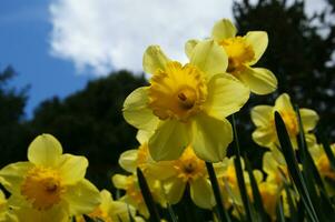 a field of yellow daffodils in the middle of a grassy field photo