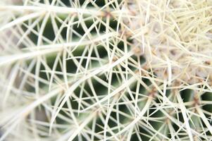 un cactus planta con muchos Picos foto