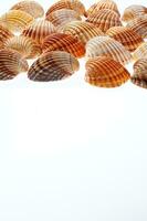 sea shells isolated on white background photo