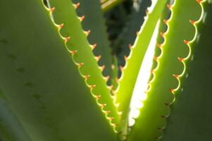 un cactus planta con largo blanco pelos foto