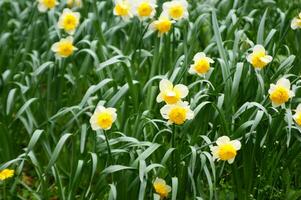 un campo de amarillo narcisos en el medio de un herboso campo foto