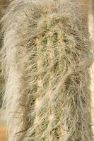 un cactus planta con muchos Picos foto