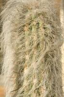 a cactus plant with many spikes photo