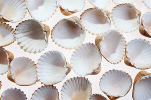 sea shells isolated on white background photo