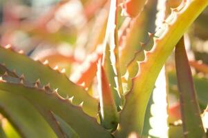 un cactus planta con muchos Picos foto