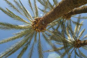 a view of a palm tree with a blue sky in the background photo