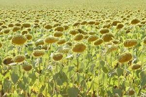 field of sunflowers at the end of the season photo