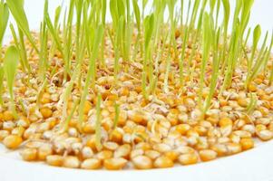 a close up of a bunch of corn sprouts photo