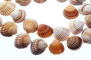 sea shells isolated on white background photo