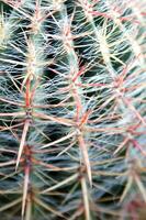 a cactus plant with many spikes photo