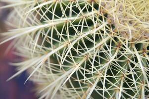 a cactus plant with many spikes photo