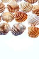 sea shells isolated on white background photo