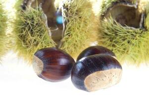 a group of chestnuts on a white background photo