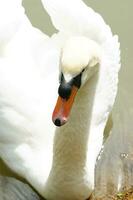 a white swan is floating in a pond photo