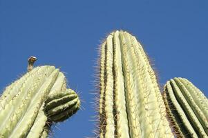 un cactus planta con largo blanco pelos foto