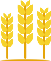 Golden yellow wheat rice agriculture icon png