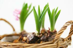 a basket with three small pink flowers in it photo