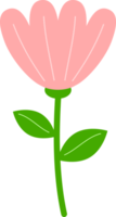 fofa mexicano áster ou cosmos flores png