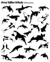 Orca whale silhouette. collection of killer whales of various styles. vector