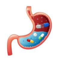 Human stomach with medicine capsules, tablets and pills inside vector
