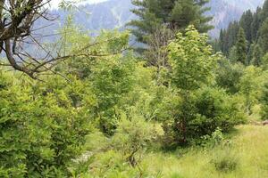 Scenic view of the natural beauty of Tao Butt, Neelum Valley, Kashmir.  Tao Butt is famous for its lush green trees and natural beauty. photo