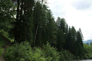 Scenic view of the natural beauty of Tao Butt, Neelum Valley, Kashmir.  Tao Butt is famous for its lush green trees and natural beauty. photo