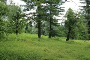 Scenic view of the natural beauty of Tao Butt, Neelum Valley, Kashmir.  Tao Butt is famous for its lush green trees and natural beauty. photo