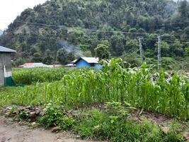 Beautiful day time view of natural beauty of Jagran, Neelum Valley, Kashmir. Jagran, Neelam Valley is famous for its natural beauty. photo