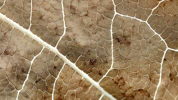 Close up texture leaf structure macro photography, abstract texture, Generative AI illustration photo