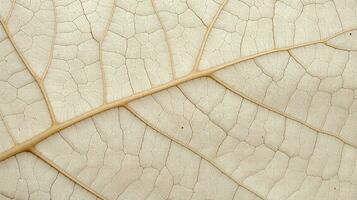 Close up texture leaf structure macro photography, abstract texture, Generative AI illustration photo