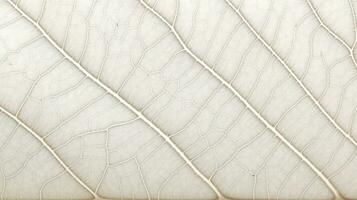 Close up texture leaf structure macro photography, abstract texture, Generative AI illustration photo