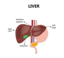 humano hígado reconstrucción terapia médico concepto. farmacia farmacia bandera cura recupera hepatitis salud cuidado. bajo escuela politécnica poligonal 3d brillante vector ilustración