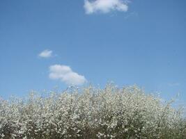 White blossoms on a branch, Blackthorn in flower in early spring, with retro vintage filters. photo